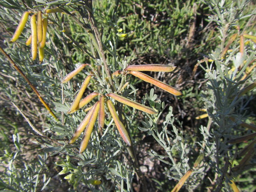 Image of Calobota angustifolia by (c) douglaseustonbrown, some rights reserved (CC BY-SA)