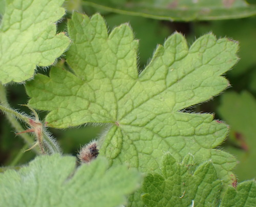 Image of Geranium wakkerstroomianum by (c) Nicola van Berkel, some rights reserved (CC BY-SA)