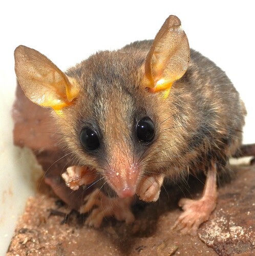 Agile Gracile Opossum