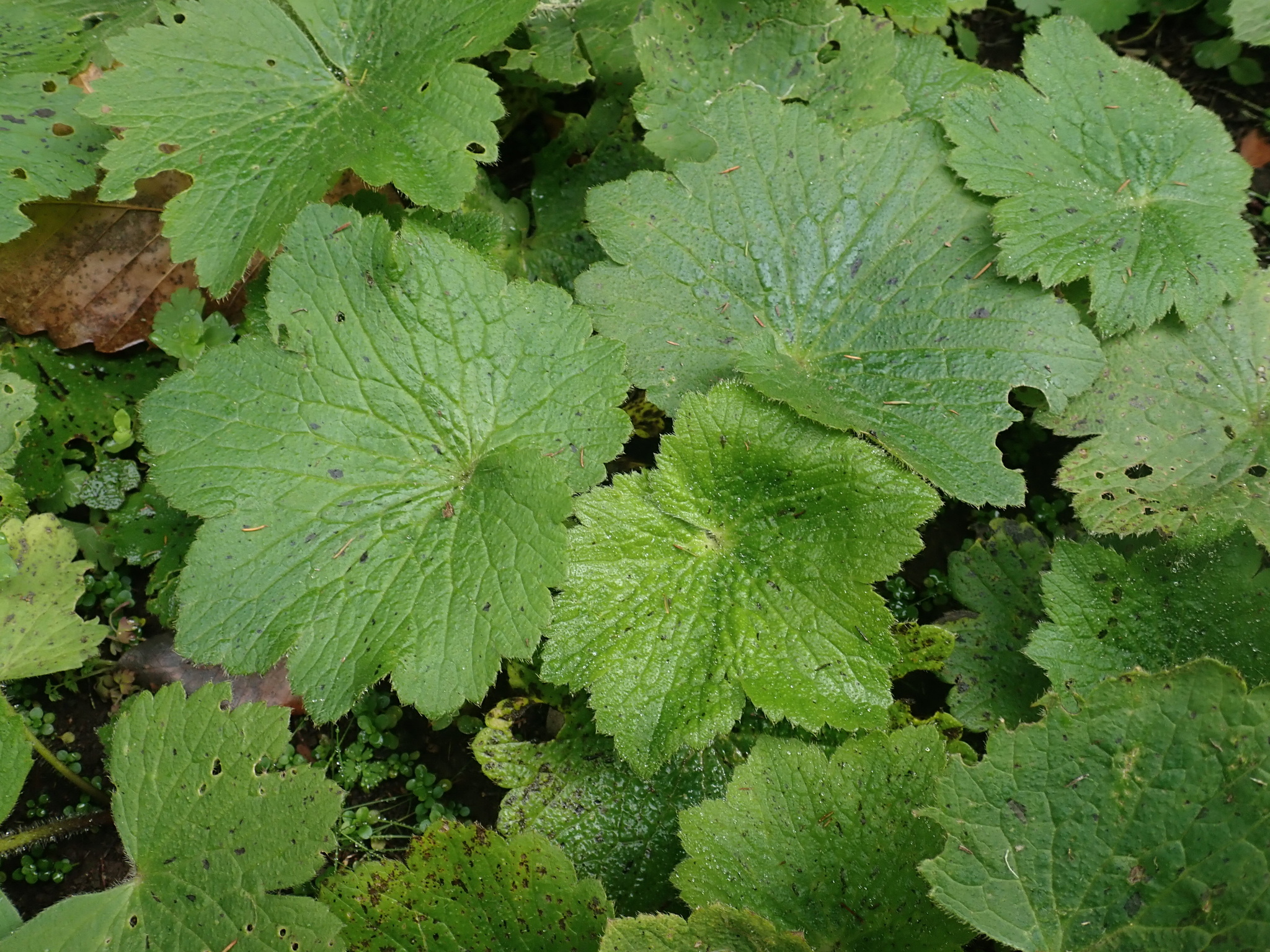 Ranunculus cortusifolius