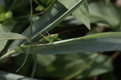 Conocephalus dorsalis