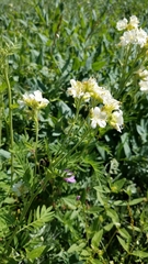 Polemonium foliosissimum