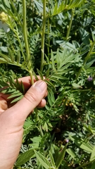 Polemonium foliosissimum