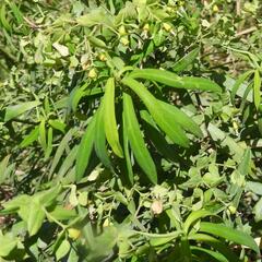 Euphorbia kraussiana, photograph (c) Henry de Lange, some rights reserved (CC BY)