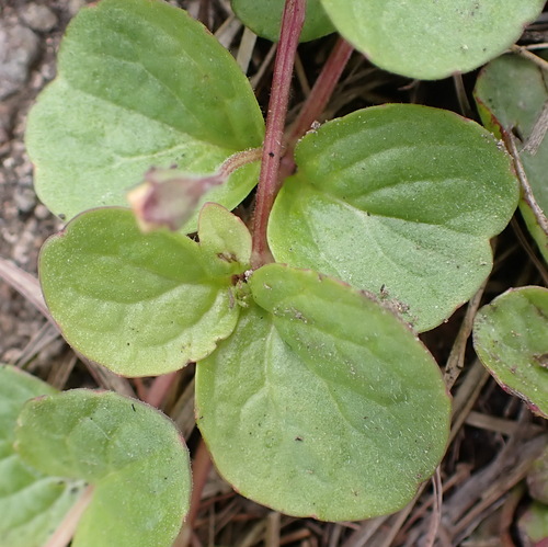 Image of Diclis rotundifolia by (c) Nicola van Berkel, some rights reserved (CC BY-SA)