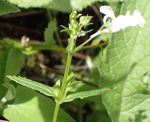Nemesia rupicola, photograph 4