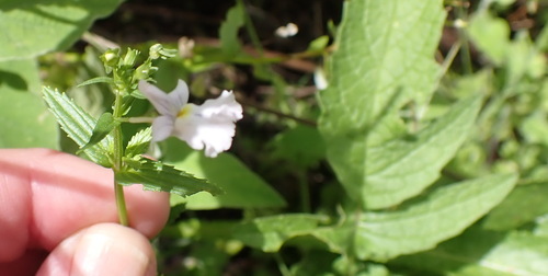 Nemesia rupicola, photograph 5