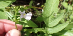 Nemesia rupicola, photograph (c) Nicola van Berkel, some rights reserved (CC BY-SA)