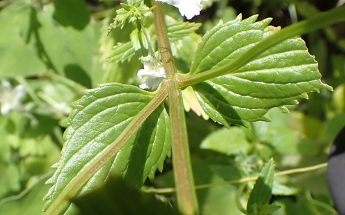 Nemesia rupicola, photograph 3
