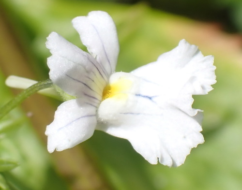 Nemesia rupicola, photograph 2
