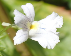 Nemesia rupicola, photograph (c) Nicola van Berkel, some rights reserved (CC BY-SA)