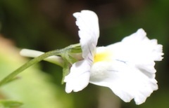 Nemesia rupicola, photograph (c) Nicola van Berkel, some rights reserved (CC BY-SA)