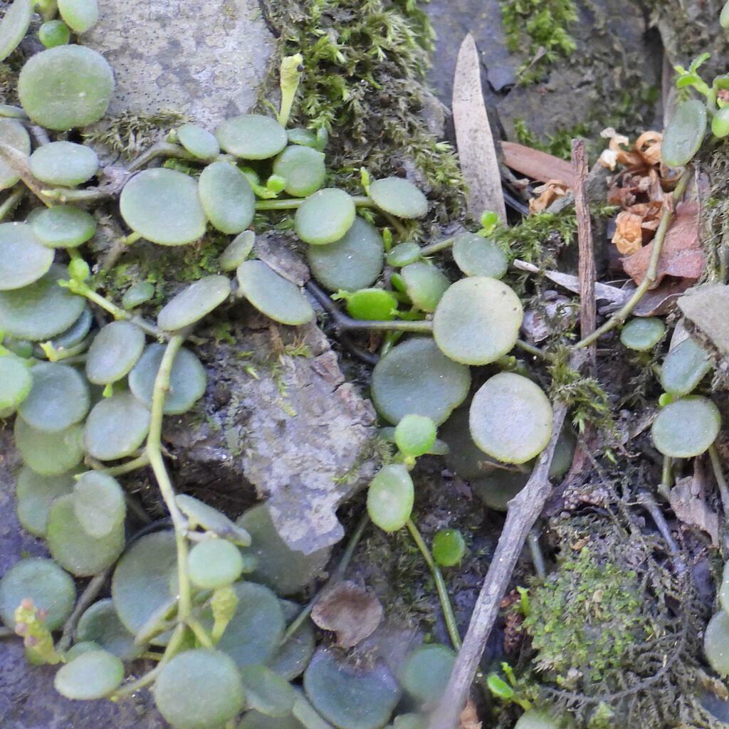 Peperomia bangroana (Peperomia bangroana)