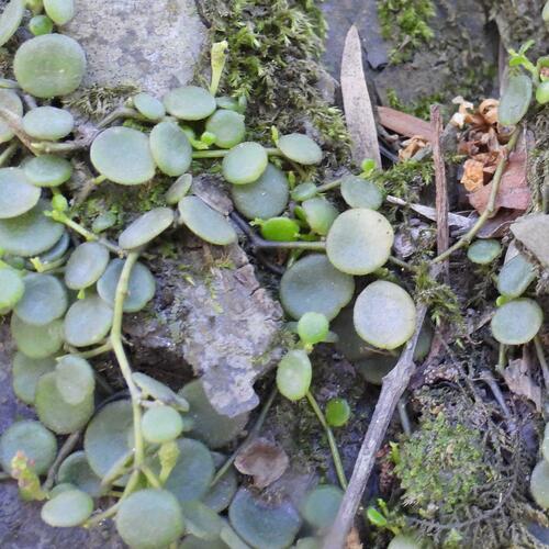 Peperomia bangroana (Peperomia bangroana)