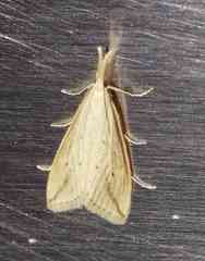 Donacaula longirostrallus