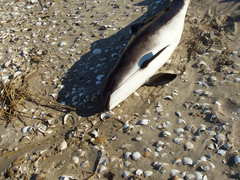 Phocoena phocoena phocoena