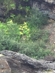 Angelica archangelica