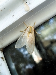 Halysidota tessellaris