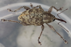 Curculio venosus