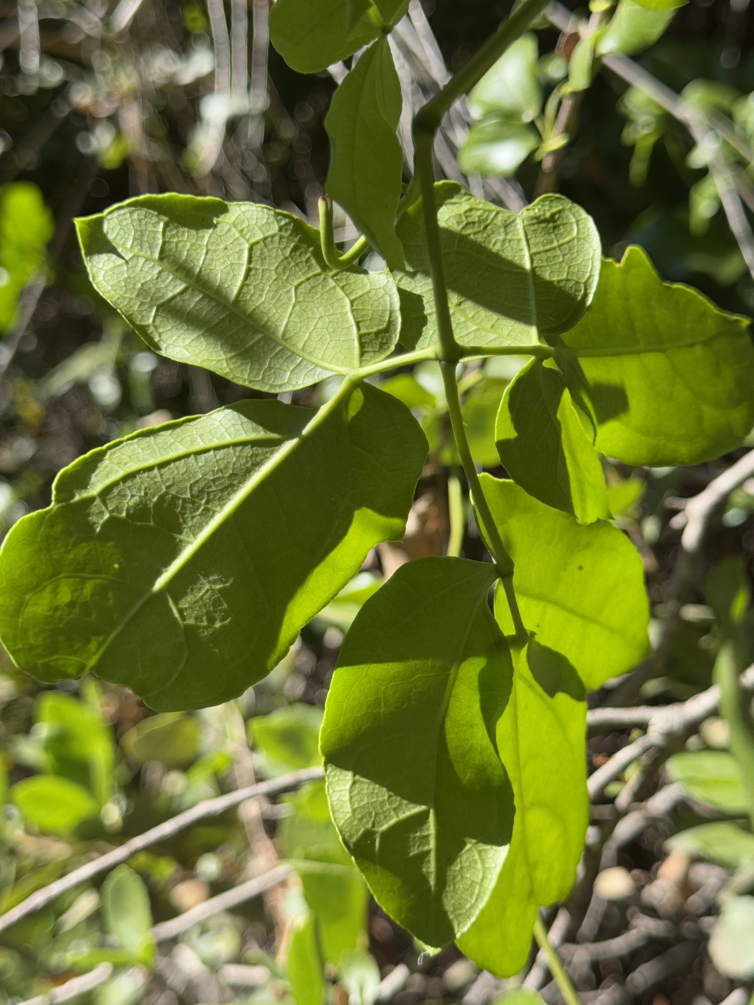 Imagem de Cogumelo-do-vento