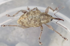 Curculio venosus