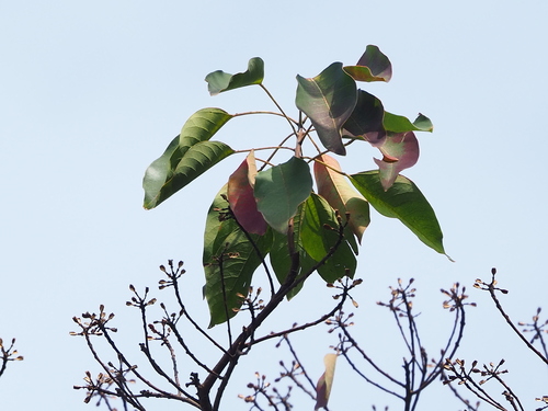 Image of Mountain Tallow (Triadica cochinchinensis) by no rights reserved
