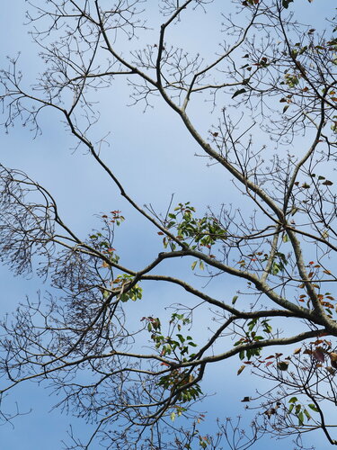 Image of Mountain Tallow (Triadica cochinchinensis) by no rights reserved