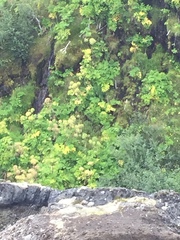 Angelica archangelica