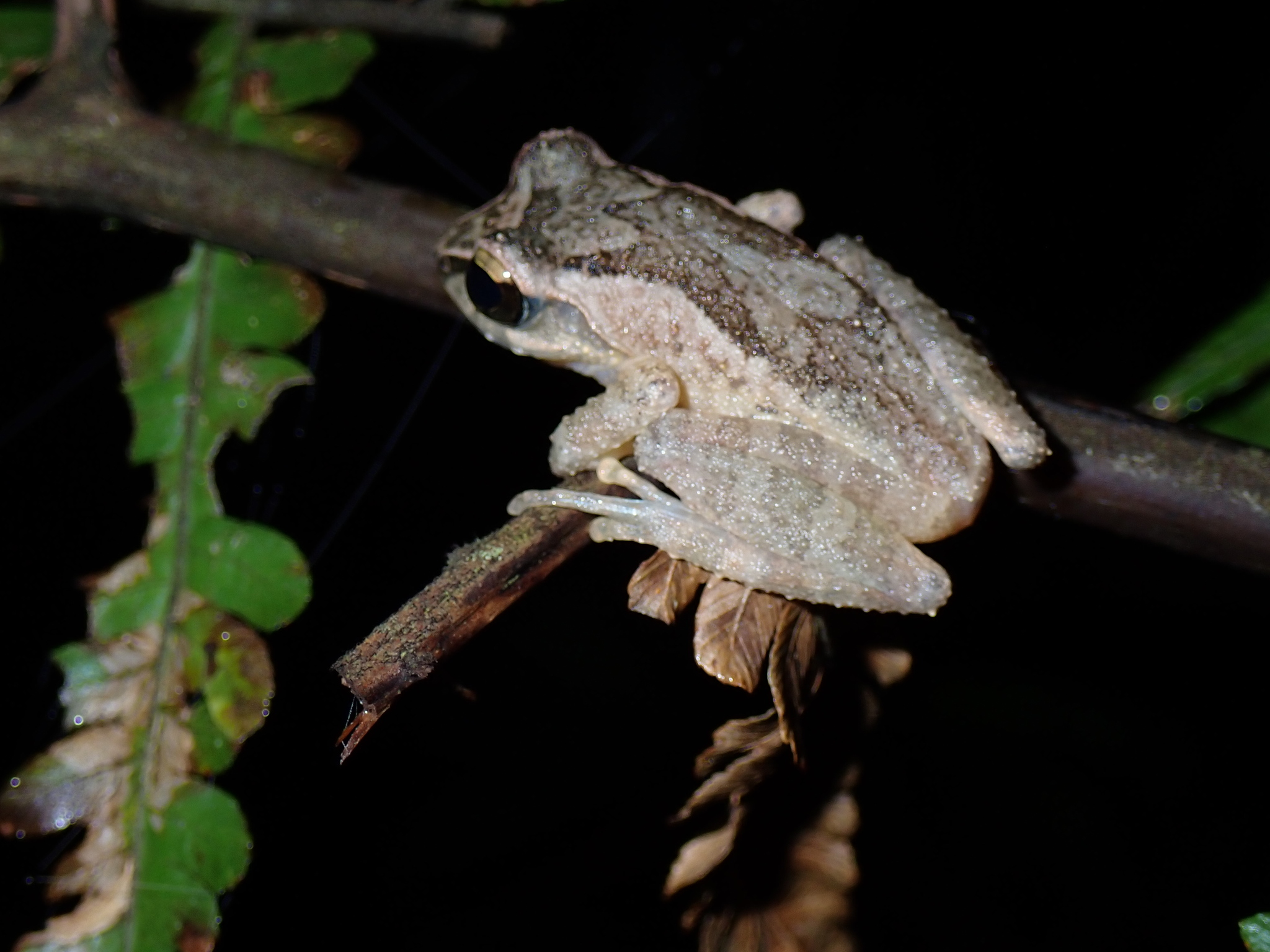 Steiner's Shrub Frog photo 4