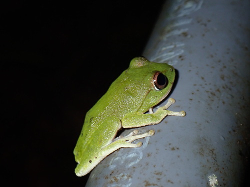 Dull-green Shrub Frog, Pseudophilautus viridis