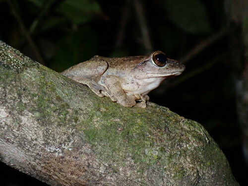 Knuckles Shrub Frog, Pseudophilautus fulvus