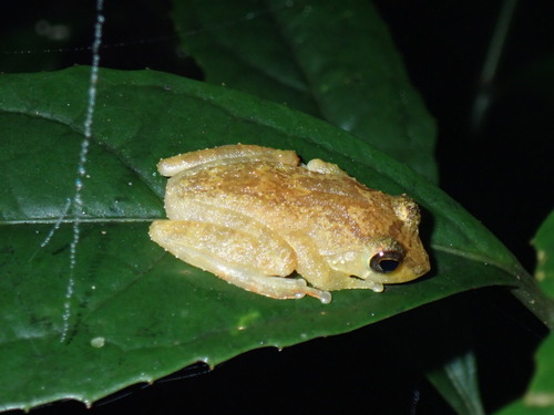 Muller's Shrub Frog, Pseudophilautus sarasinorum