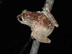 Muller's Shrub Frog photo 4