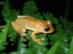 Muller's Shrub Frog photo 2