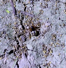 Araneus ejusmodi