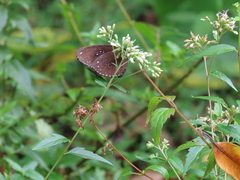 Euploea sylvester swinhoei