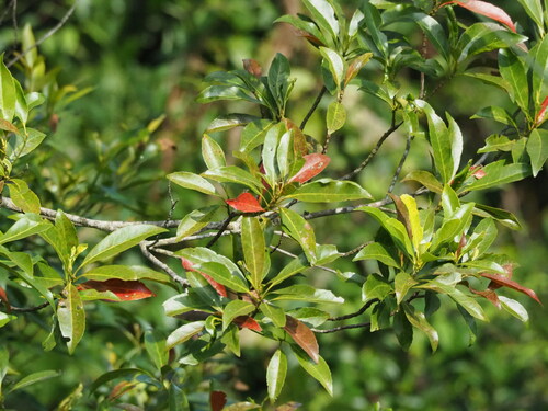 Image of Elaeocarpus decipiens by no rights reserved