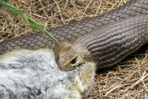 Eastern Brown Snake sighting