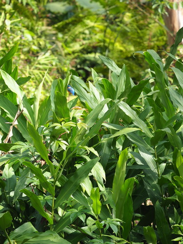 Hedychium coronarium
