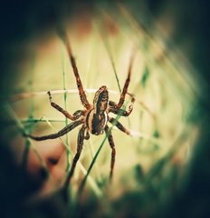 Dolomedes fimbriatus