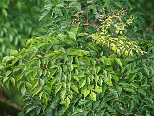 Image of Radermachera sinica by no rights reserved
