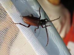 Prionus insularis