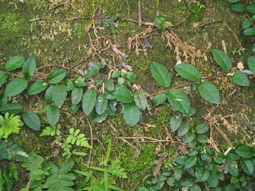 Hydrangea viburnoides, photograph 1