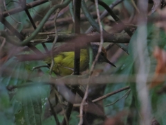 Phyllergates cucullatus