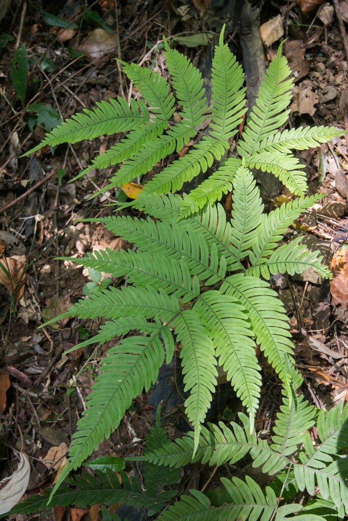 Pteris latipinna