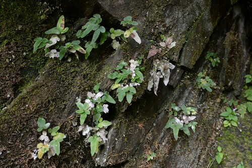 Pteris deltodon iNat (3)