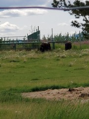 Bison