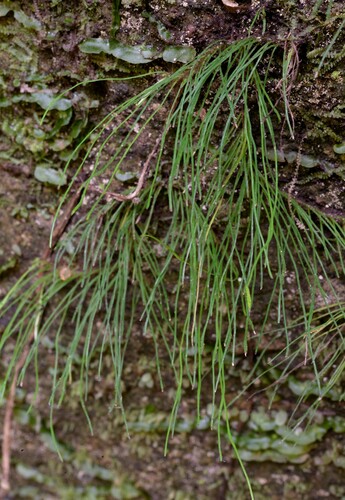 Vaginularia trichoidea observed 2021-01-21