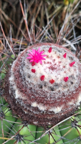 Melocactus ernestii ssp. ernestii