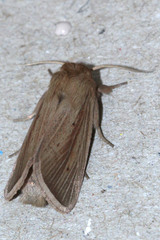 Noctuidae